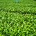 福鼎大毫茶树苗福建福安茶苗绿茶白茶厂家直销