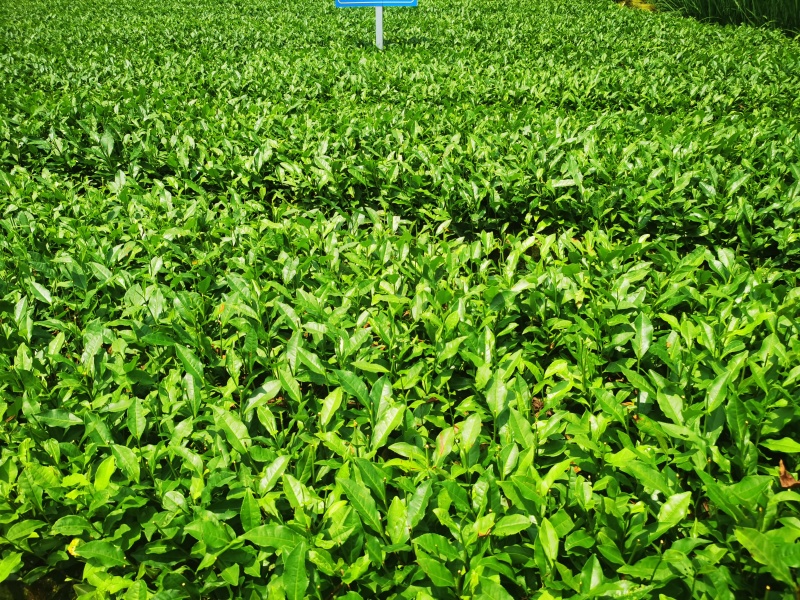 福鼎大毫茶树苗福建福安茶苗绿茶白茶厂家直销