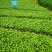 福鼎大毫茶树苗福建福安茶苗绿茶白茶厂家直销