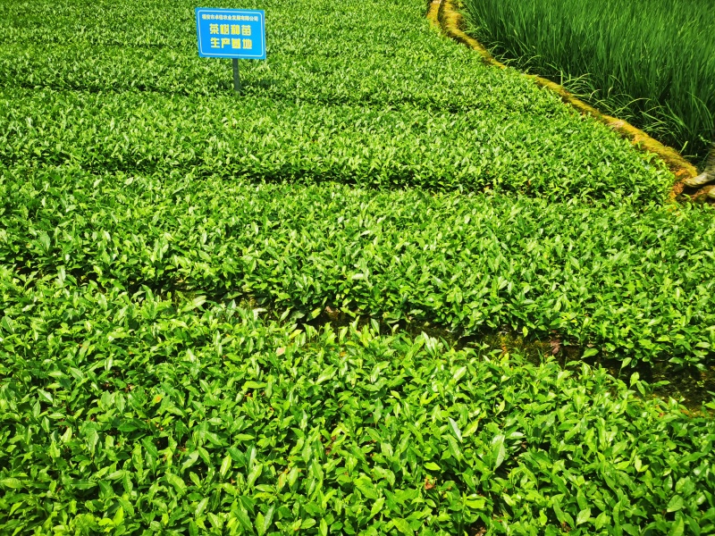 福鼎大毫茶树苗福建福安茶苗绿茶白茶厂家直销