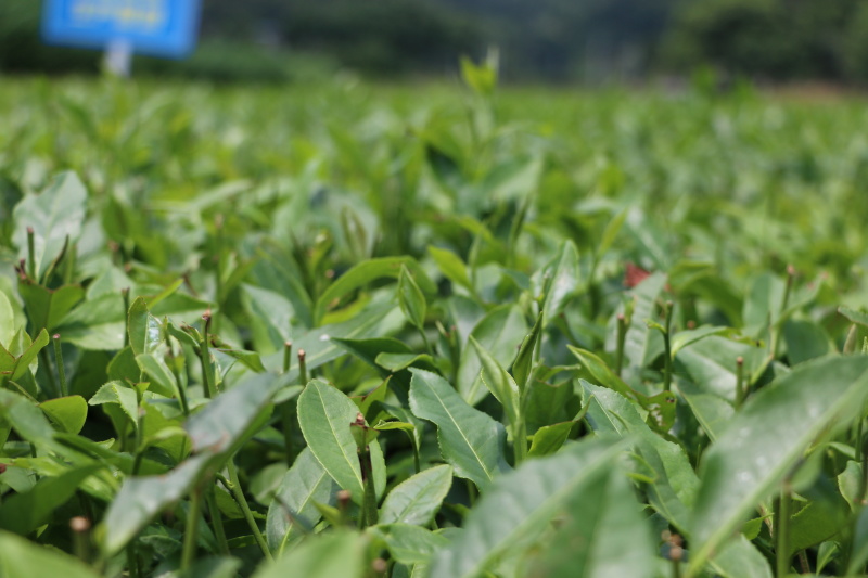 【顺丰包邮】中茶108茶树苗南方种植龙井苗早茶苗绿茶龙井