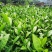 【顺丰包邮】中茶108茶树苗南方种植龙井苗早茶苗绿茶龙井