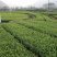 【顺丰包邮】中茶108茶树苗南方种植龙井苗早茶苗绿茶龙井