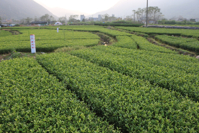 【顺丰包邮】中茶108茶树苗南方种植龙井苗早茶苗绿茶龙井
