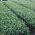 【顺丰包邮】中茶108茶树苗南方种植龙井苗早茶苗绿茶龙井