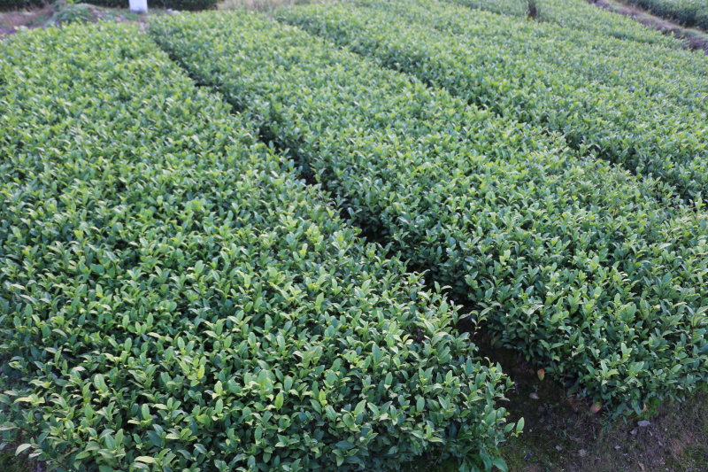 【顺丰包邮】中茶108茶树苗南方种植龙井苗早茶苗绿茶龙井