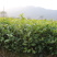 【顺丰包邮】中茶108茶树苗南方种植龙井苗早茶苗绿茶龙井