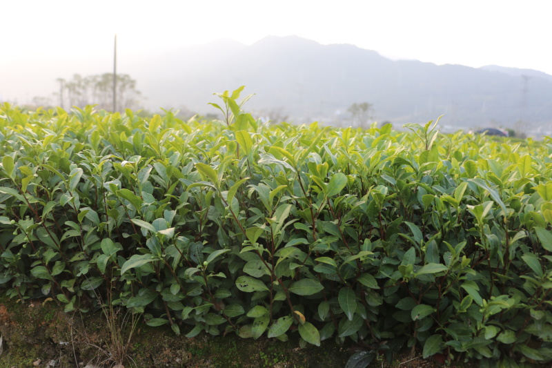 【顺丰包邮】中茶108茶树苗南方种植龙井苗早茶苗绿茶龙井