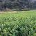 【全国批发】批发安吉白茶茶苗福建福安茶树苗一年生扦插繁殖