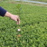 【全国批发】批发安吉白茶茶苗福建福安茶树苗一年生扦插繁殖