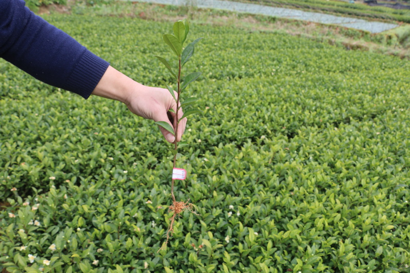 【全国批发】批发安吉白茶茶苗福建福安茶树苗一年生扦插繁殖