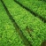 【全国批发】批发安吉白茶茶苗福建福安茶树苗一年生扦插繁殖