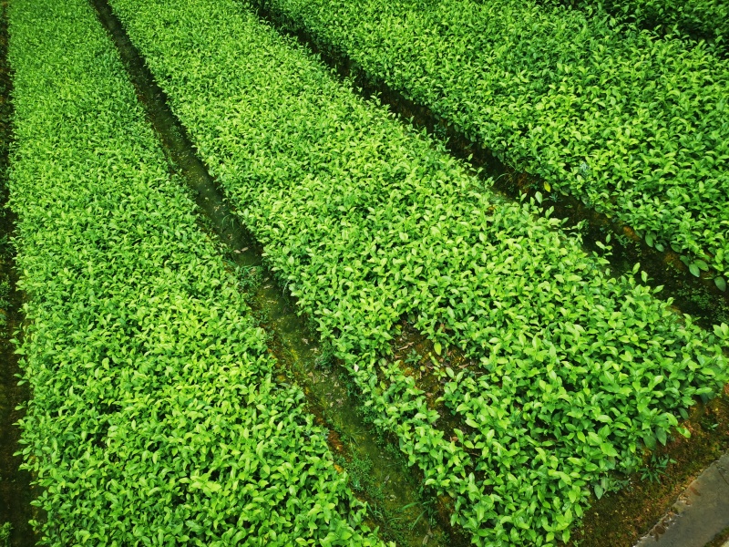 【全国批发】批发安吉白茶茶苗福建福安茶树苗一年生扦插繁殖
