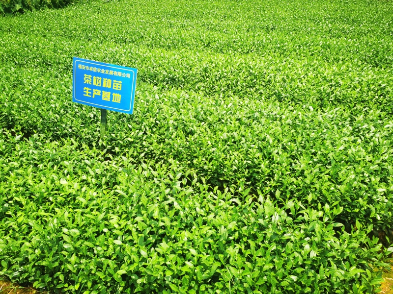 【全国批发】批发安吉白茶茶苗福建福安茶树苗一年生扦插繁殖