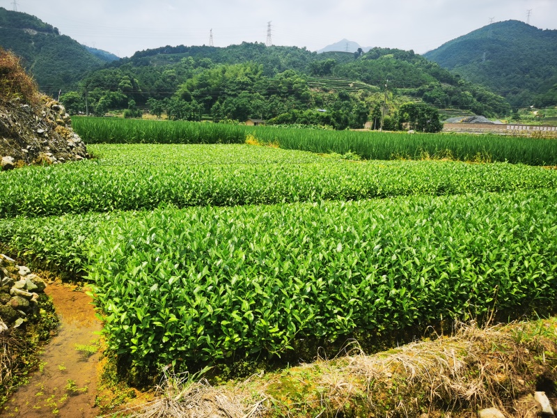 【全国批发】批发安吉白茶茶苗福建福安茶树苗一年生扦插繁殖