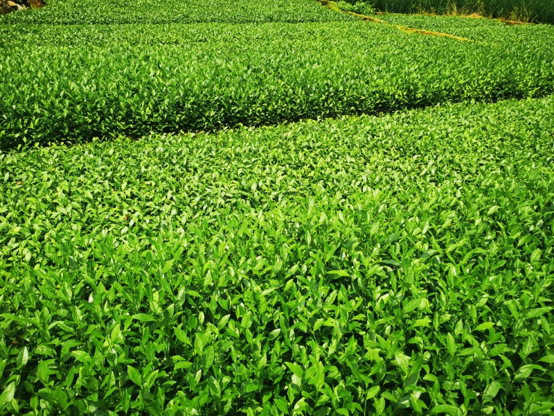 【全国批发】批发安吉白茶茶苗福建福安茶树苗一年生扦插繁殖