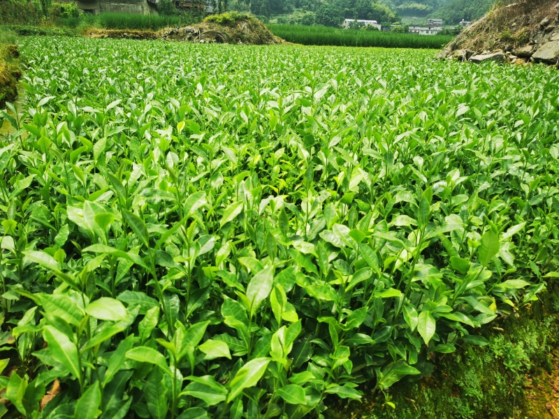 【全国批发】批发安吉白茶茶苗福建福安茶树苗一年生扦插繁殖