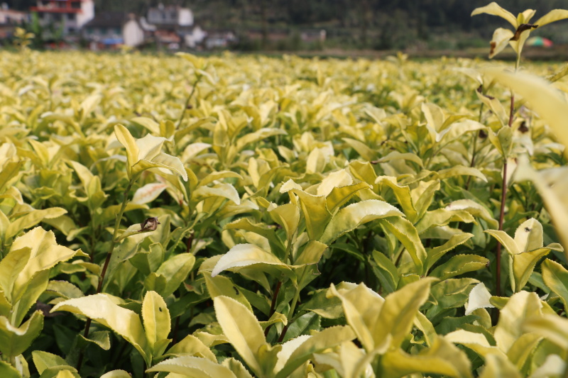 【全国批发】黄金芽茶苗黄茶中茶108金牡丹基地直销