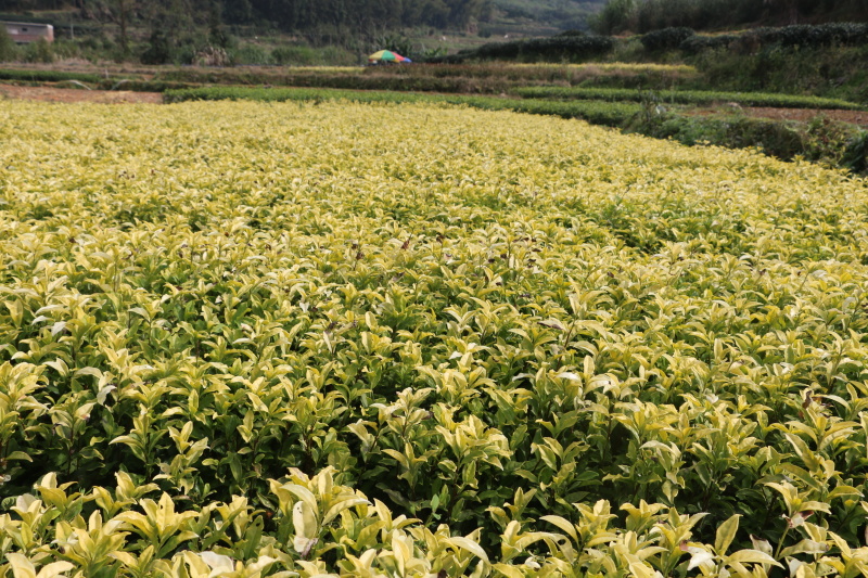 【全国批发】黄金芽茶苗黄茶中茶108金牡丹基地直销
