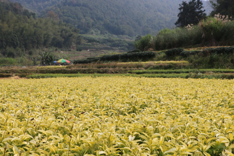 【全国批发】黄金芽茶苗黄茶中茶108金牡丹基地直销