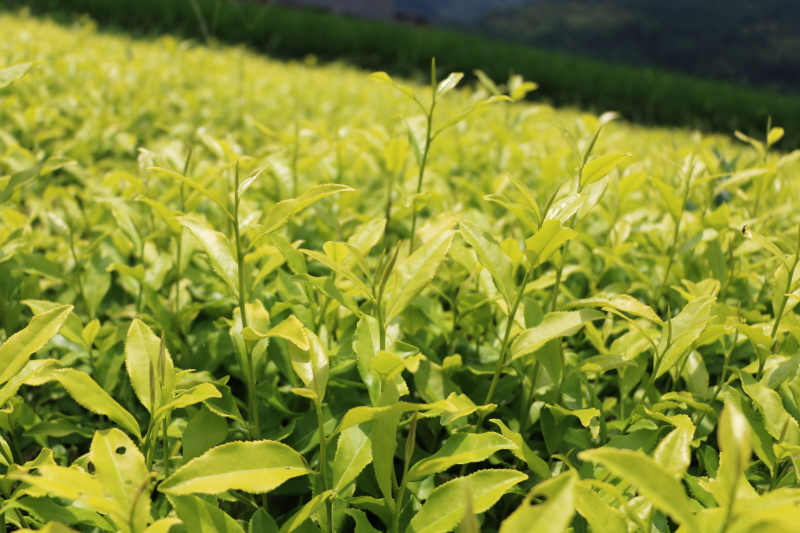 【全国批发】黄金芽茶苗黄茶中茶108金牡丹基地直销
