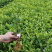 【顺丰包邮】福鼎大白茶树苗龙井苗早茶苗绿茶龙井茶