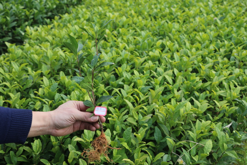 【顺丰包邮】福鼎大白茶树苗龙井苗早茶苗绿茶龙井茶