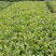 【顺丰包邮】福鼎大白茶树苗龙井苗早茶苗绿茶龙井茶
