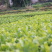 【顺丰包邮】福鼎大白茶树苗龙井苗早茶苗绿茶龙井茶