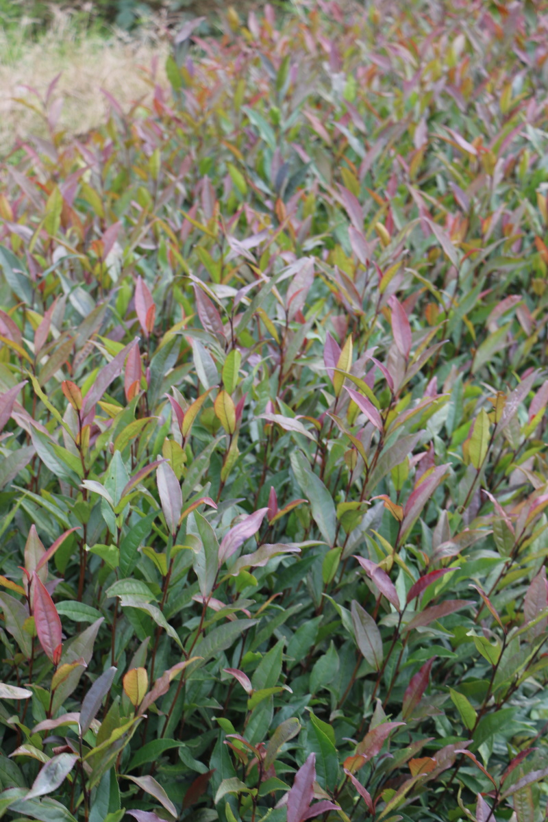 【顺丰包邮】批发紫鹃茶苗福建福安茶树苗一年生冬插苗扦插繁