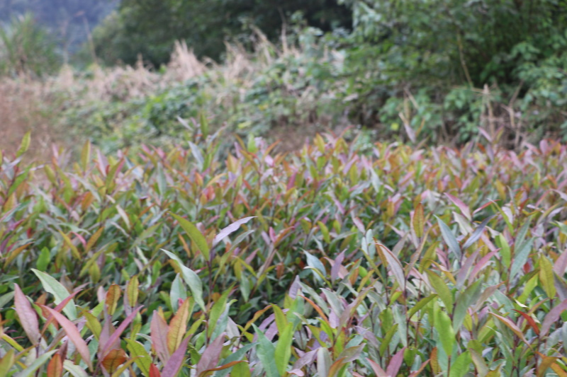 【顺丰包邮】批发紫鹃茶苗福建福安茶树苗一年生冬插苗扦插繁