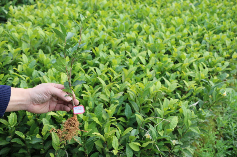 福鼎大白茶树苗福建福安茶树苗龙井苗早茶苗绿茶无性繁殖