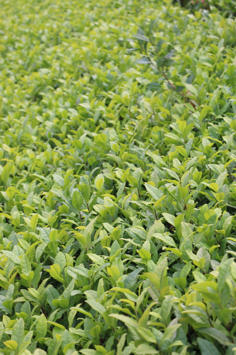 福鼎大白茶树苗福建福安茶树苗龙井苗早茶苗绿茶无性繁殖