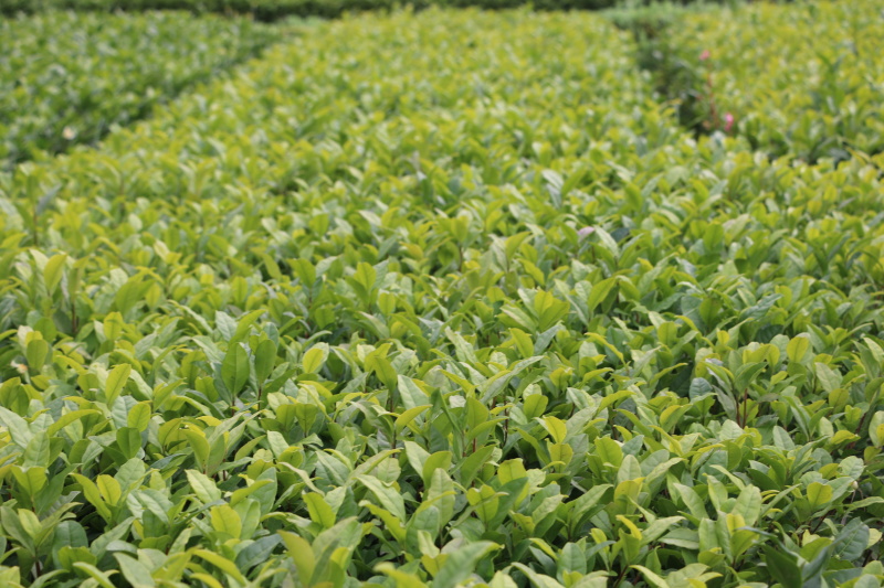 福鼎大白茶树苗福建福安茶树苗龙井苗早茶苗绿茶无性繁殖