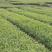 【顺丰包邮送货入户】龙井43茶苗福建福安茶树苗基地直销