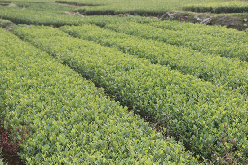 【顺丰包邮送货入户】龙井43茶苗福建福安茶树苗基地直销