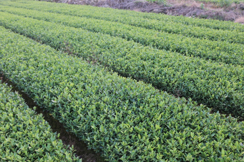 【顺丰包邮送货入户】龙井43茶苗福建福安茶树苗基地直销