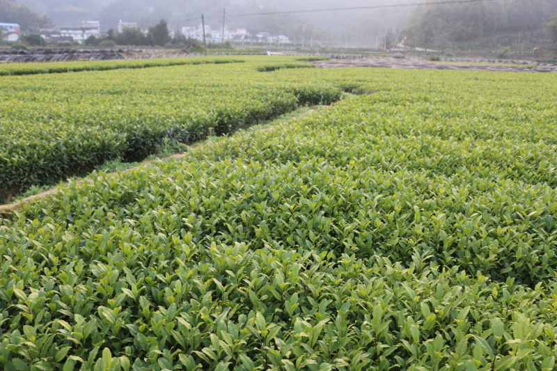 【顺丰包邮送货入户】龙井43茶苗福建福安茶树苗基地直销