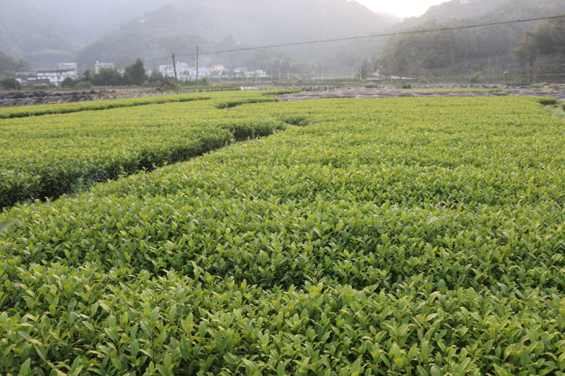【顺丰包邮送货入户】龙井43茶苗福建福安茶树苗基地直销