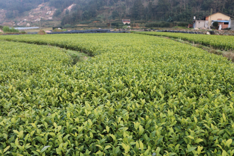 【顺丰包邮送货入户】龙井43茶苗福建福安茶树苗基地直销