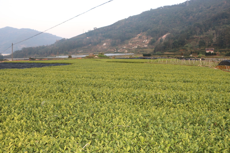 【顺丰包邮送货入户】龙井43茶苗福建福安茶树苗基地直销
