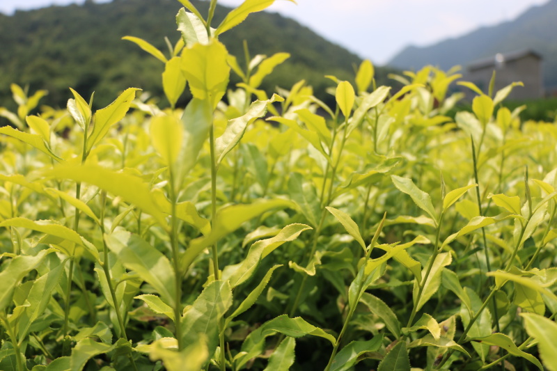 黄金芽茶苗一年生冬插苗奶白茶浙农117福建福安茶苗直销