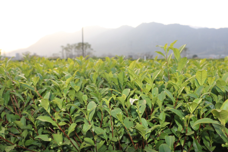中茶108茶苗福建福安茶树苗绿茶春茶新茶苗圃茶苗批发