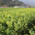 中茶108茶苗福建福安茶树苗绿茶春茶新茶苗圃茶苗批发