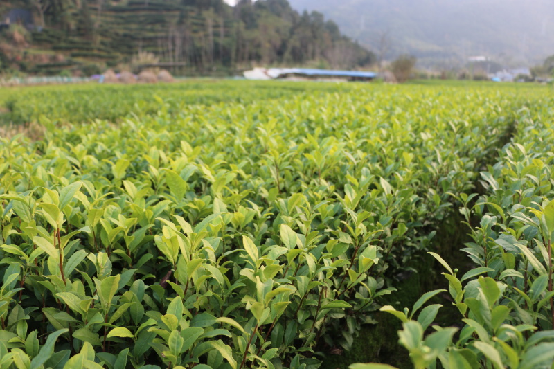 中茶108茶苗福建福安茶树苗绿茶春茶新茶苗圃茶苗批发