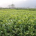 中茶108茶苗福建福安茶树苗绿茶春茶新茶苗圃茶苗批发