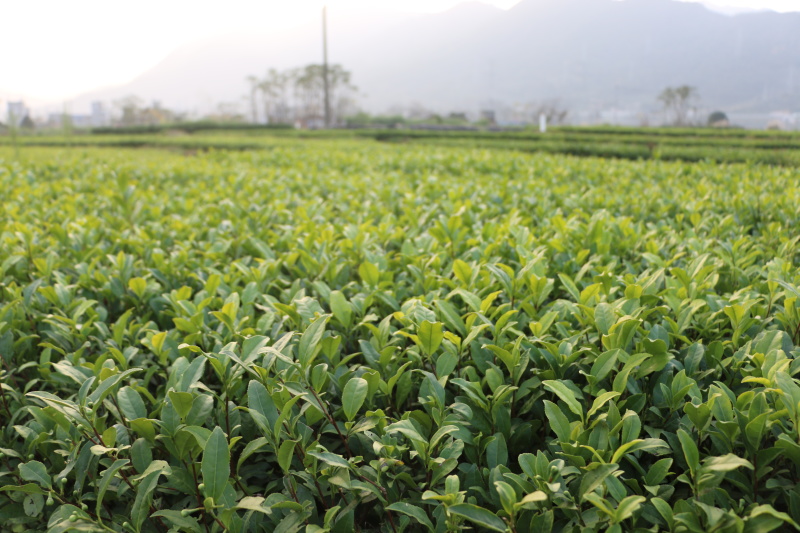 中茶108茶苗福建福安茶树苗绿茶春茶新茶苗圃茶苗批发