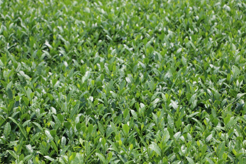 中茶108茶苗福建福安茶树苗绿茶春茶新茶苗圃茶苗批发