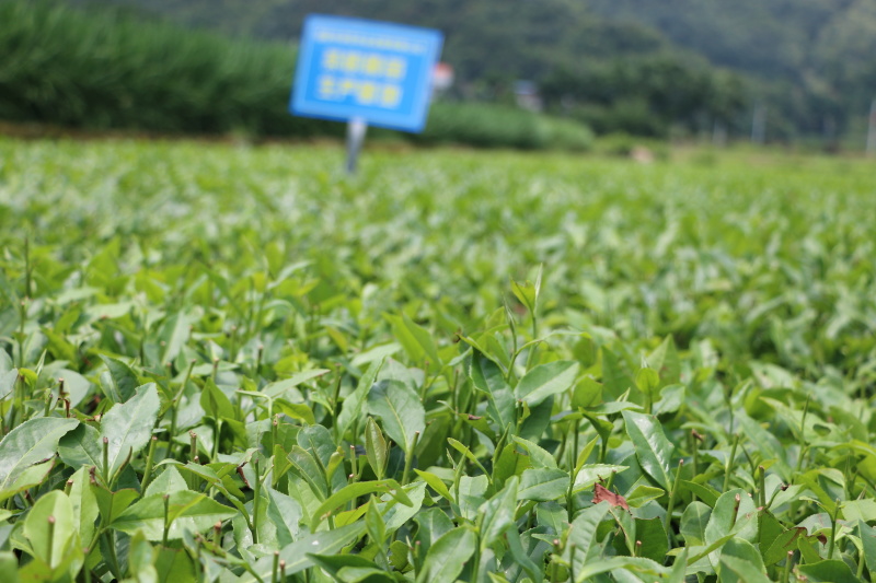 中茶108茶苗福建福安茶树苗绿茶春茶新茶苗圃茶苗批发