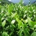 中茶108茶苗福建福安茶树苗绿茶春茶新茶苗圃茶苗批发